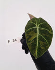 Alocasia reginula 'Black Velvet variegata'- Bare Bottom Baby