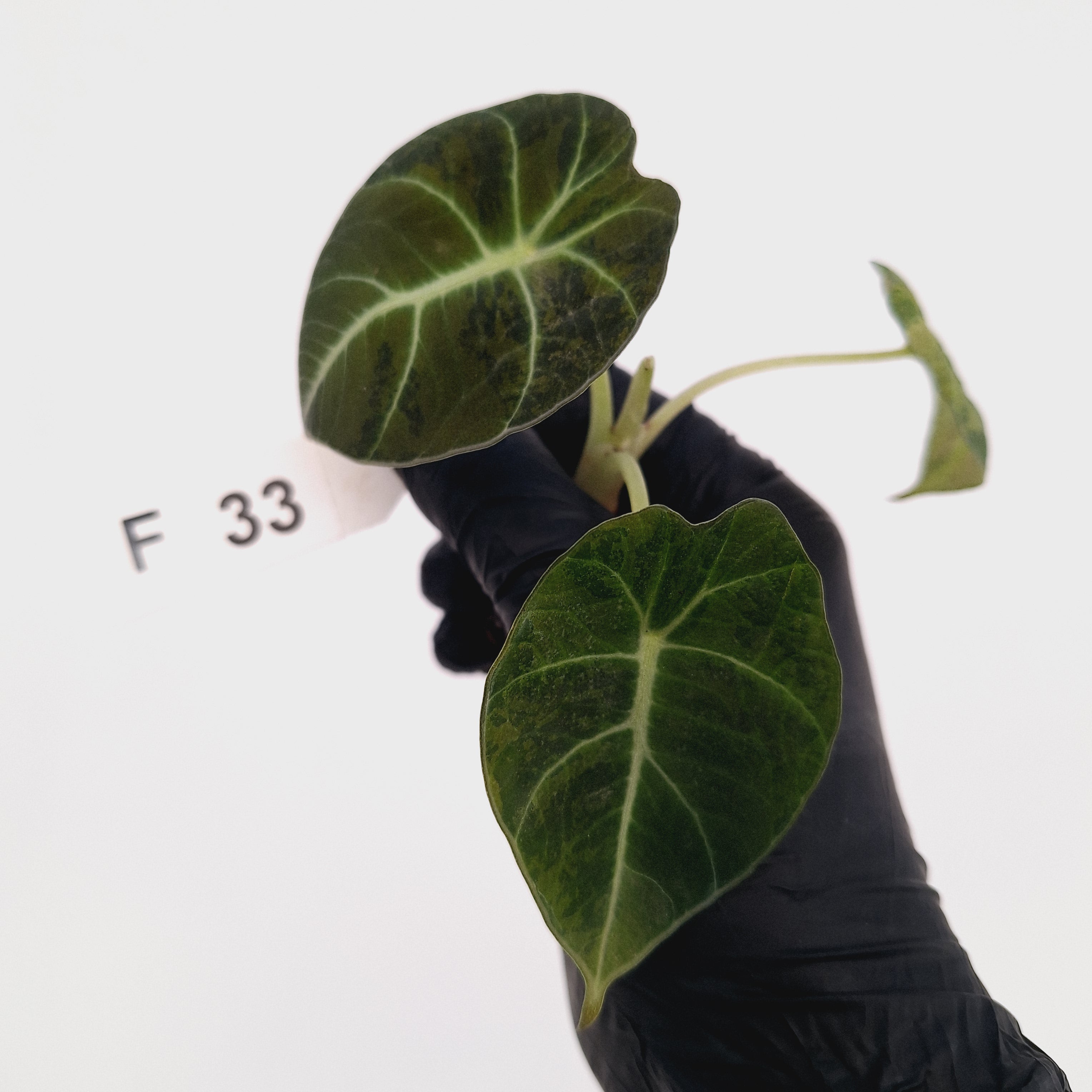 Alocasia reginula 'Black Velvet variegata'- Bare Bottom Baby