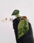 Alocasia reginula 'Black Velvet variegata'- Bare Bottom Baby
