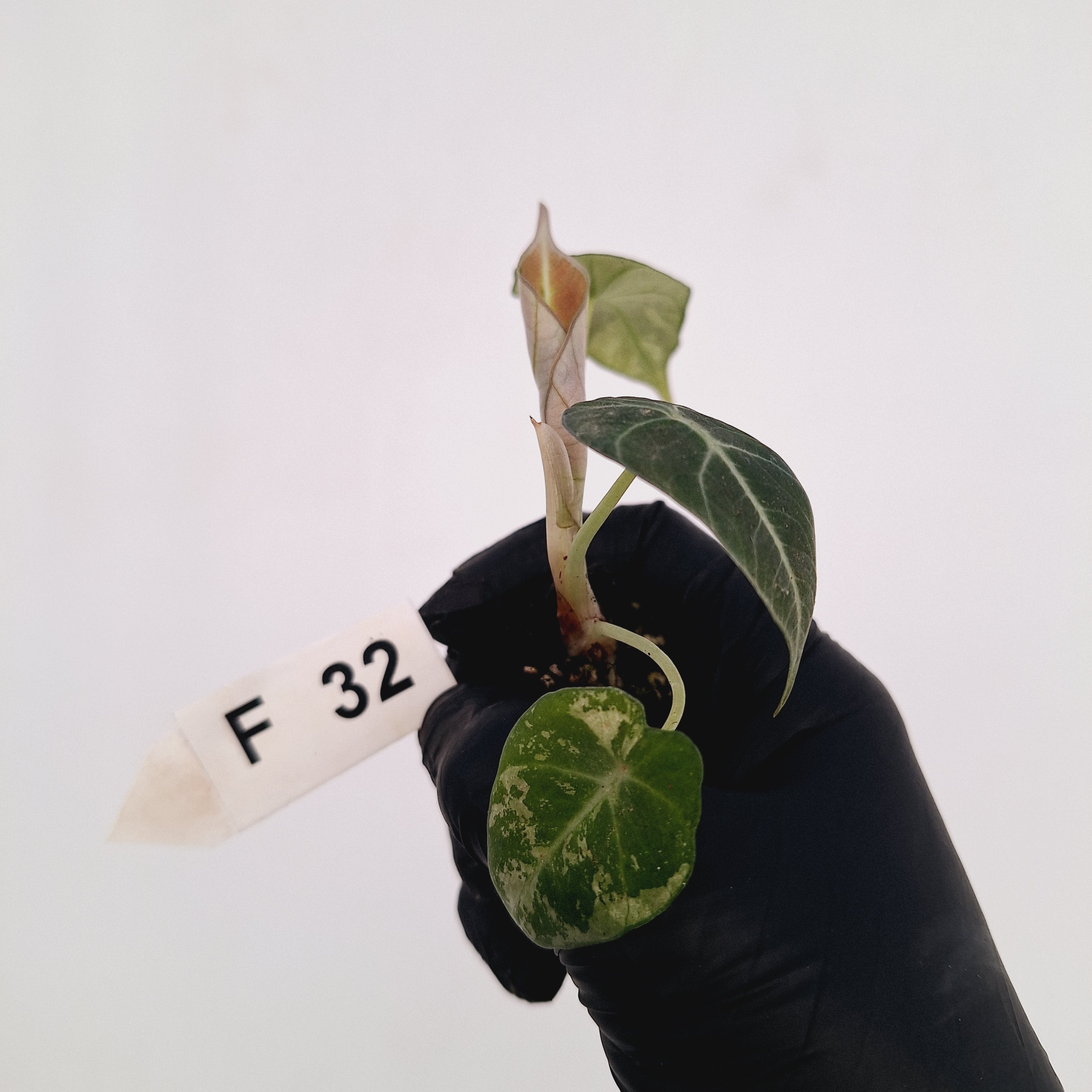 Alocasia reginula 'Black Velvet variegata'- Bare Bottom Baby