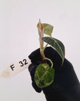 Alocasia reginula 'Black Velvet variegata'- Bare Bottom Baby