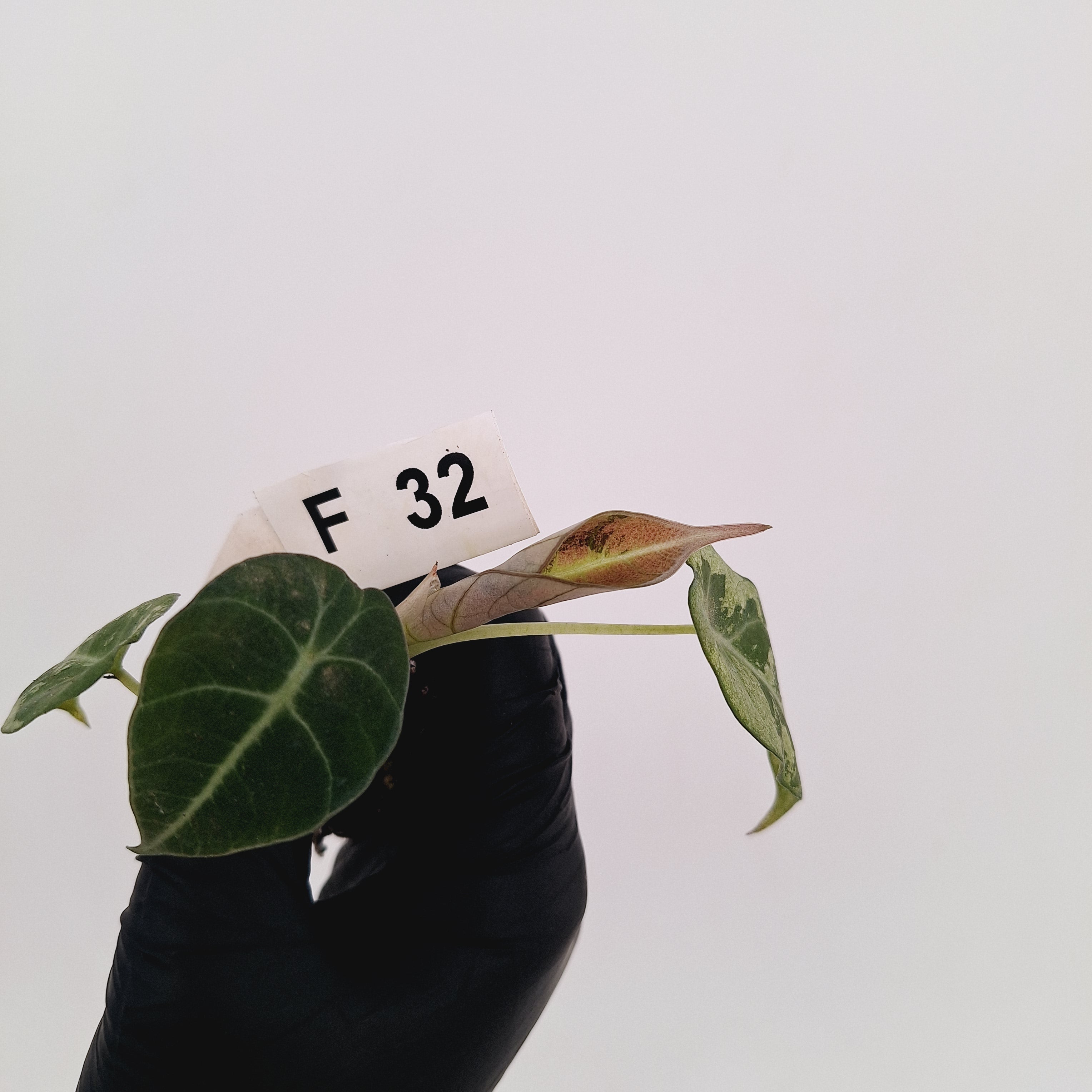 Alocasia reginula 'Black Velvet variegata'- Bare Bottom Baby