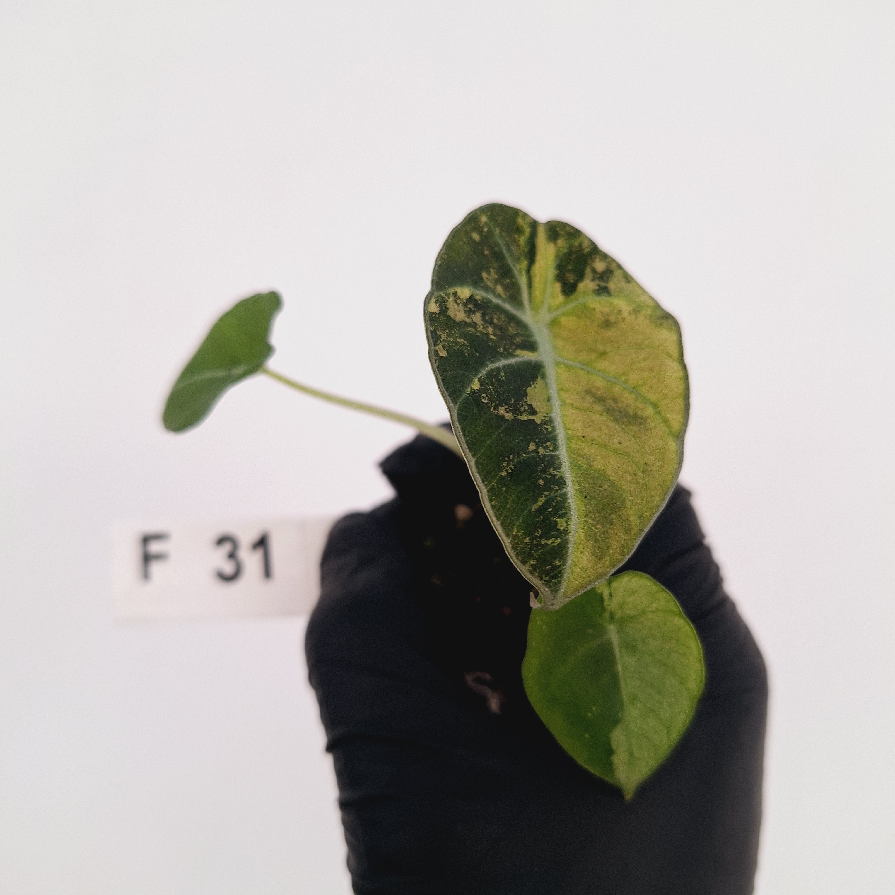 Alocasia reginula 'Black Velvet variegata'- Bare Bottom Baby