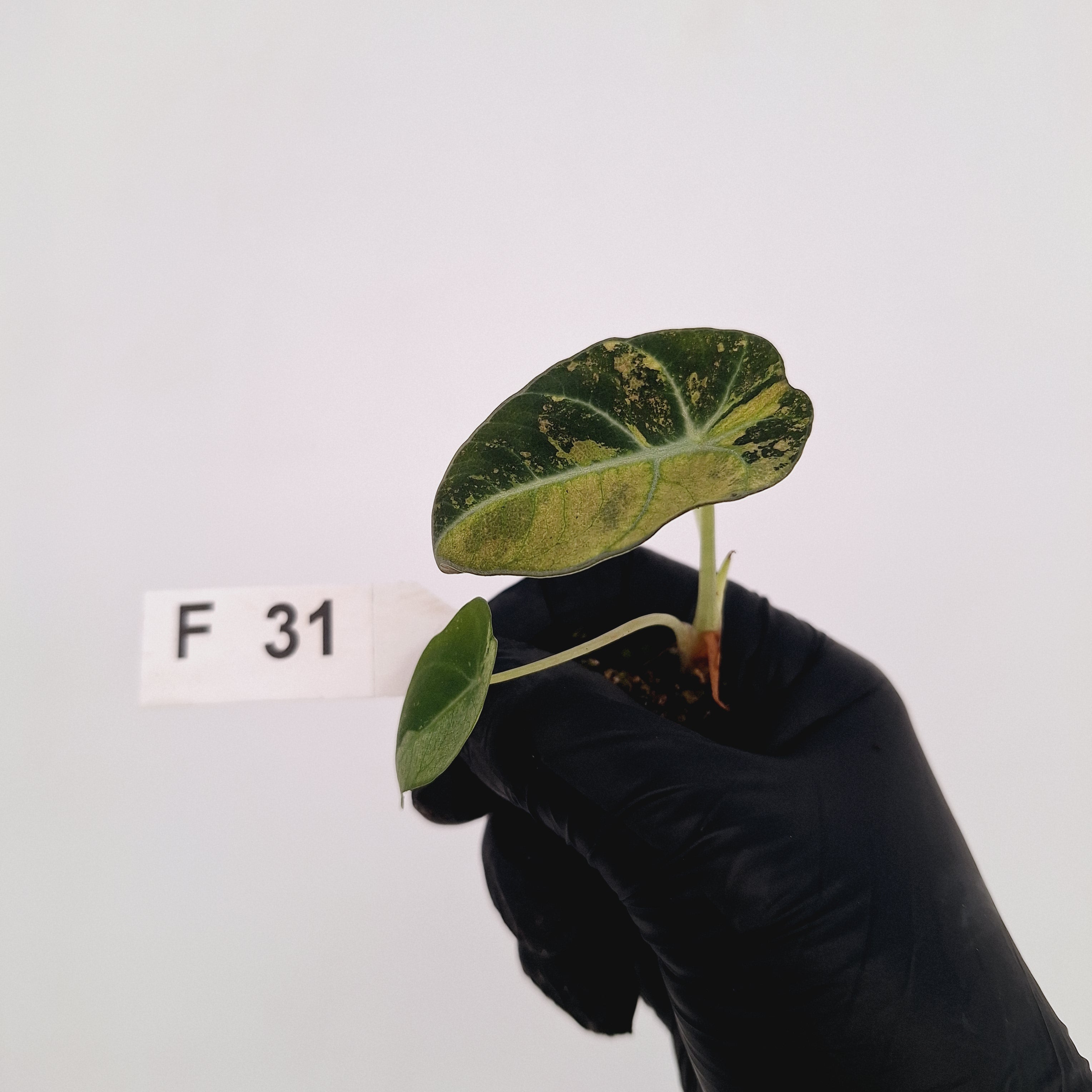 Alocasia reginula 'Black Velvet variegata'- Bare Bottom Baby