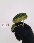 Alocasia reginula 'Black Velvet variegata'- Bare Bottom Baby