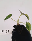 Alocasia reginula 'Black Velvet variegata'- Bare Bottom Baby