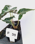 Alocasia ‘Loco’- Bare Bottom Baby