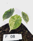 Alocasia baginda ‘Dragon Scale Mint’ - Bare Bottom Baby- SALE
