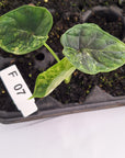 Alocasia baginda ‘Dragon Scale Mint’ - Bare Bottom Baby- SALE