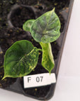 Alocasia baginda ‘Dragon Scale Mint’ - Bare Bottom Baby- SALE