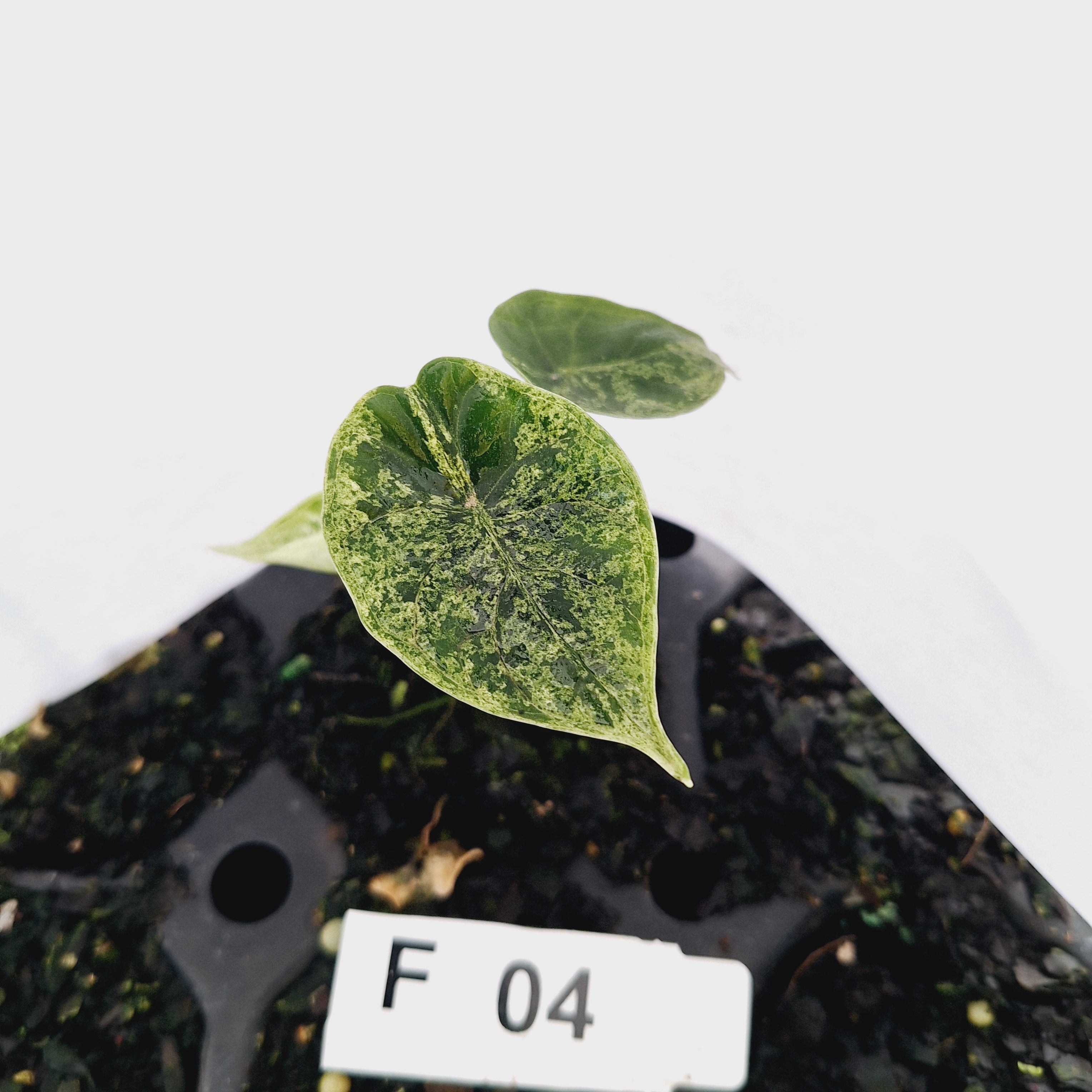 Alocasia baginda ‘Dragon Scale Mint’ - Bare Bottom Baby- SALE