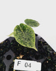 Alocasia baginda ‘Dragon Scale Mint’ - Bare Bottom Baby- SALE