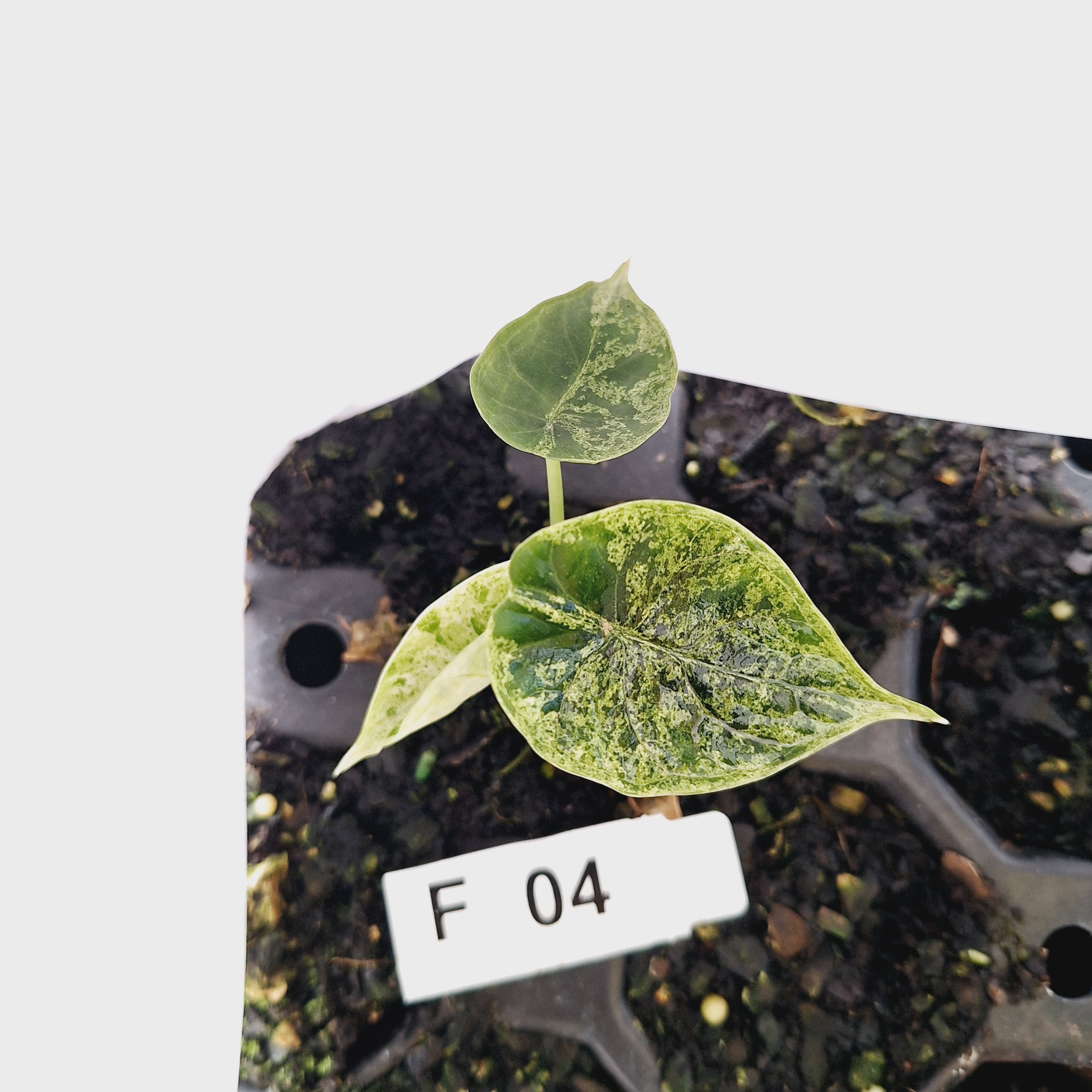 Alocasia baginda ‘Dragon Scale Mint’ - Bare Bottom Baby- SALE