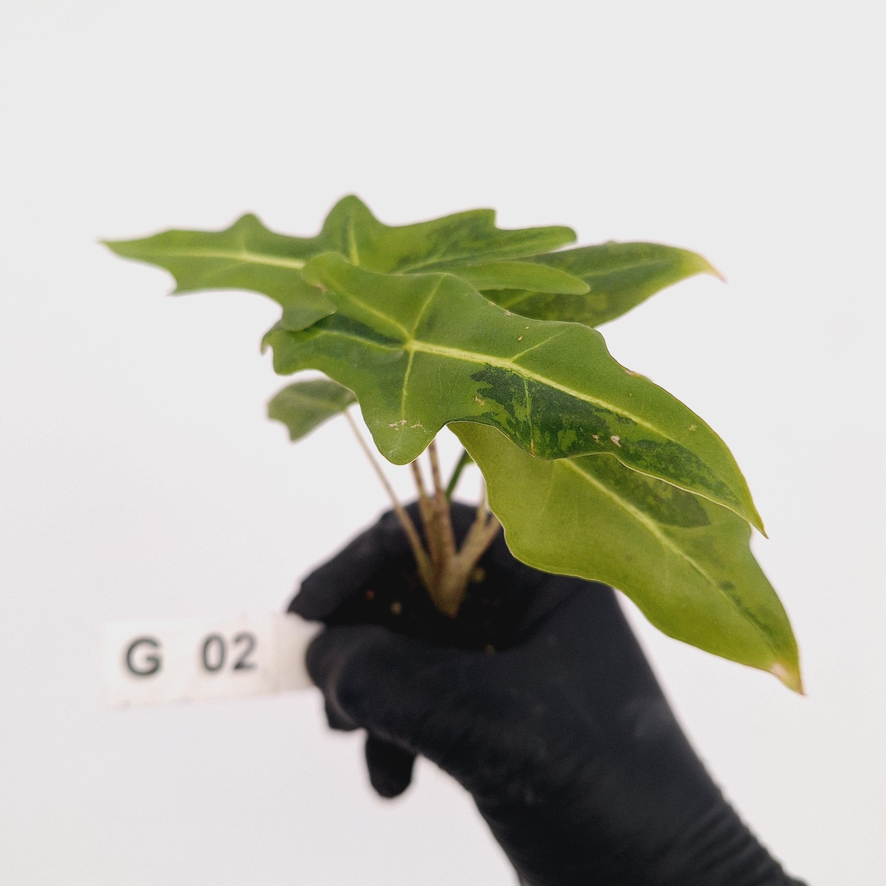 Alocasia portei Malaysian Monster Variegata - Bare Bottom Baby - SALE