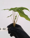 Alocasia portei Malaysian Monster Variegata - Bare Bottom Baby - SALE