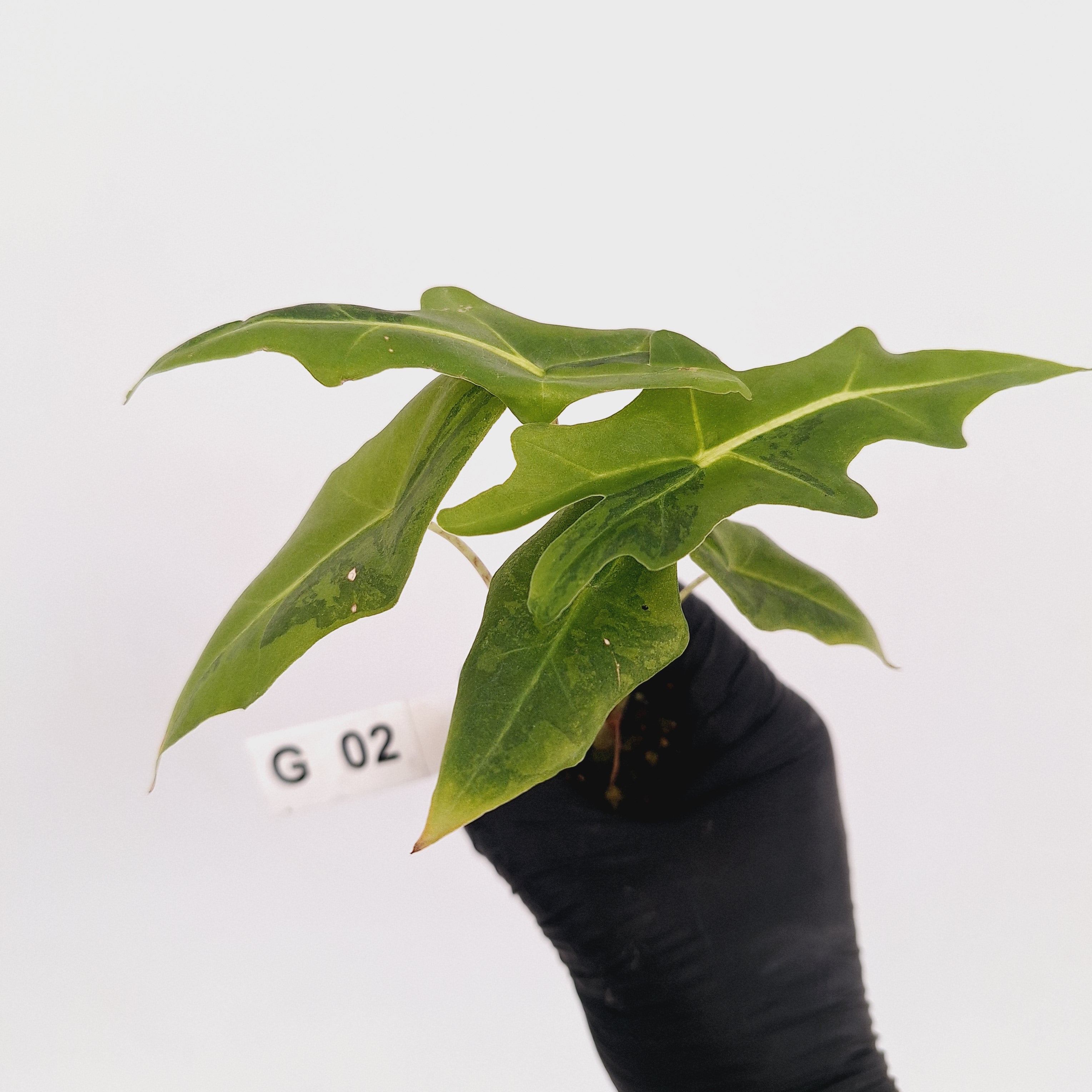 Alocasia portei Malaysian Monster Variegata - Bare Bottom Baby - SALE