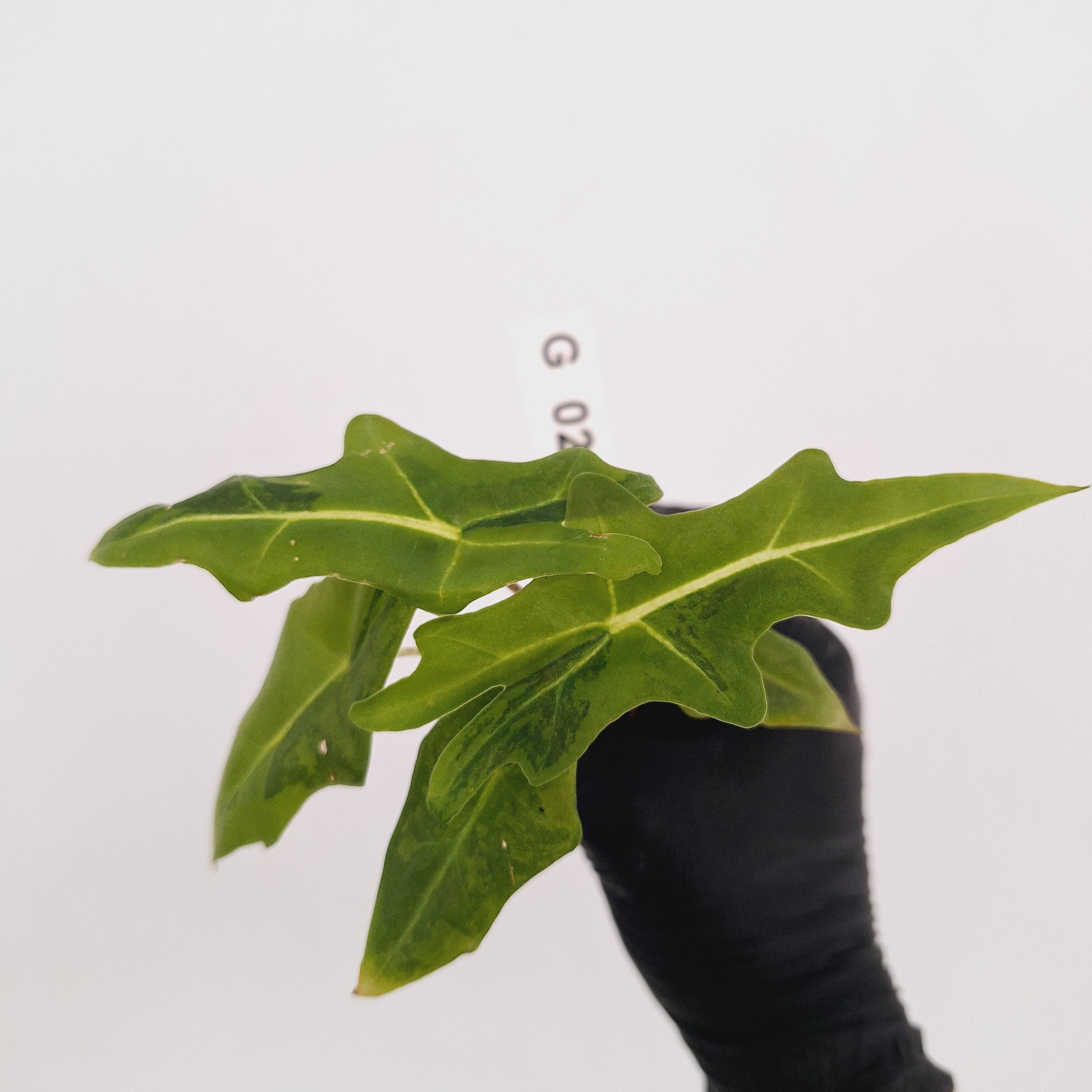 Alocasia portei Malaysian Monster Variegata - Bare Bottom Baby - SALE