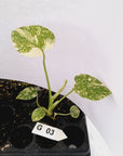 Monstera Deliciosa 'Cream Cheese' - Bare Bottom Baby - sale
