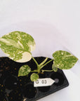 Monstera Deliciosa 'Cream Cheese' - Bare Bottom Baby - sale