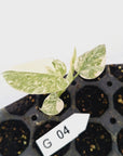 Monstera deliciosa Thai Green Snow - Bare Bottom Baby