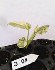Monstera deliciosa Thai Green Snow - Bare Bottom Baby