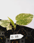 Monstera deliciosa Thai Green Snow - Bare Bottom Baby