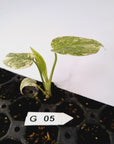 Monstera deliciosa Thai Green Snow - Bare Bottom Baby