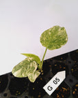 Monstera deliciosa Thai Green Snow - Bare Bottom Baby