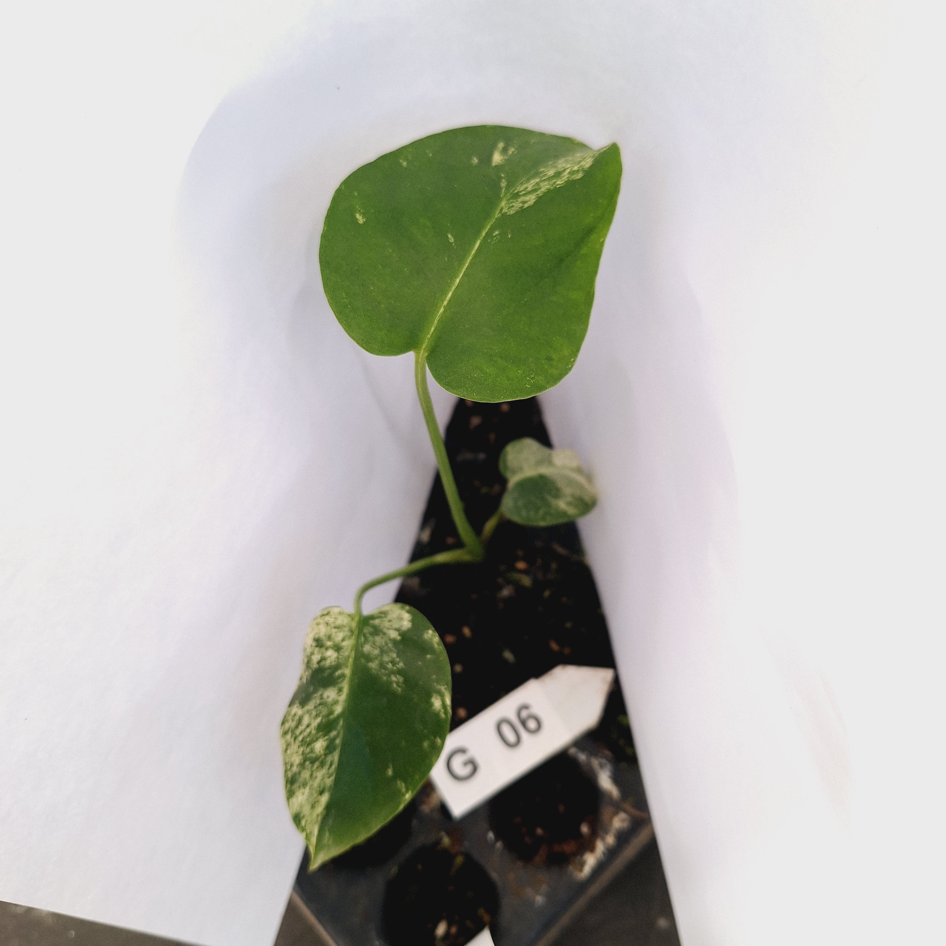 Monstera Deliciosa 'White Monster' - Bare Bottom Baby - SALE