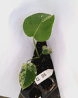 Monstera Deliciosa 'White Monster' - Bare Bottom Baby - SALE