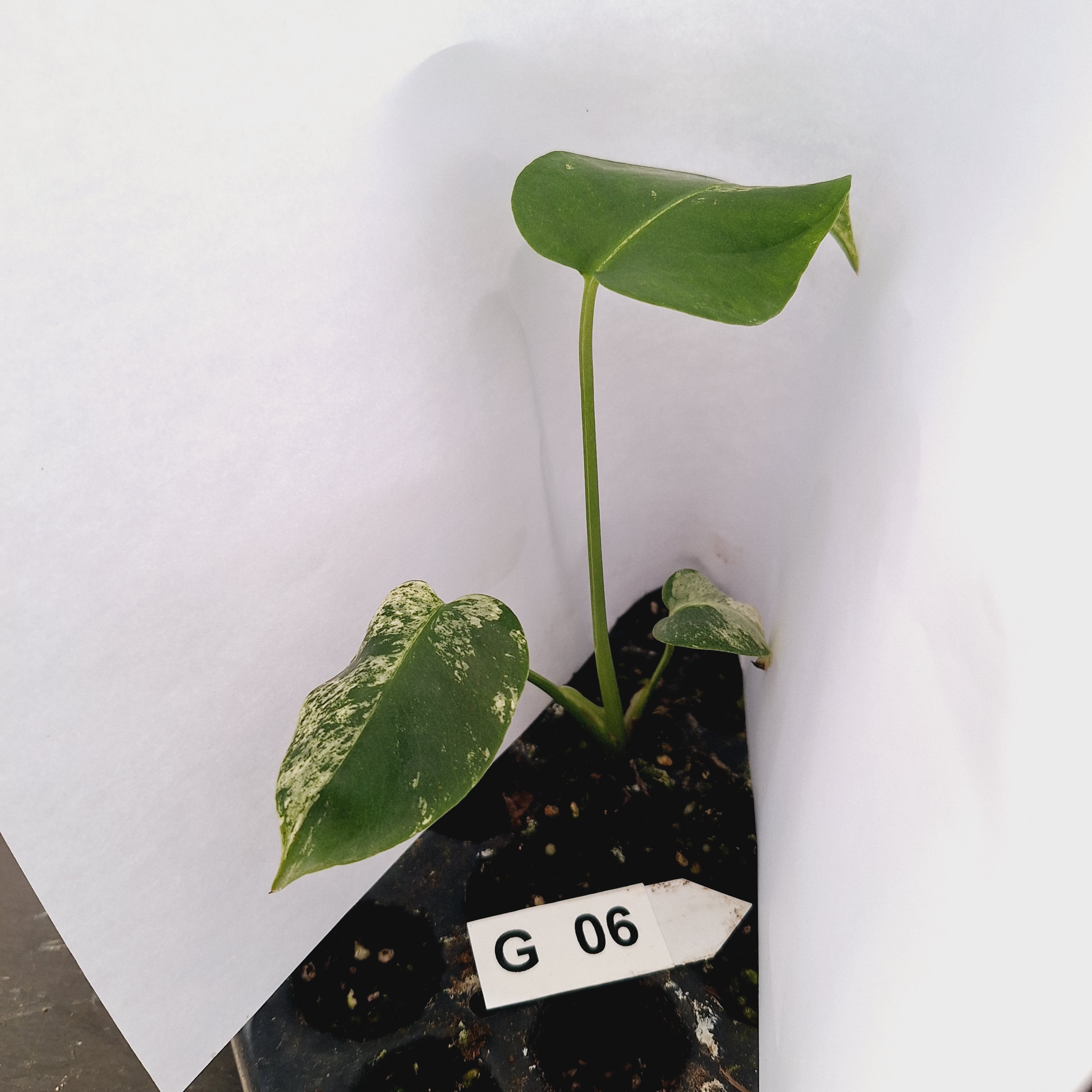 Monstera Deliciosa 'White Monster' - Bare Bottom Baby - SALE