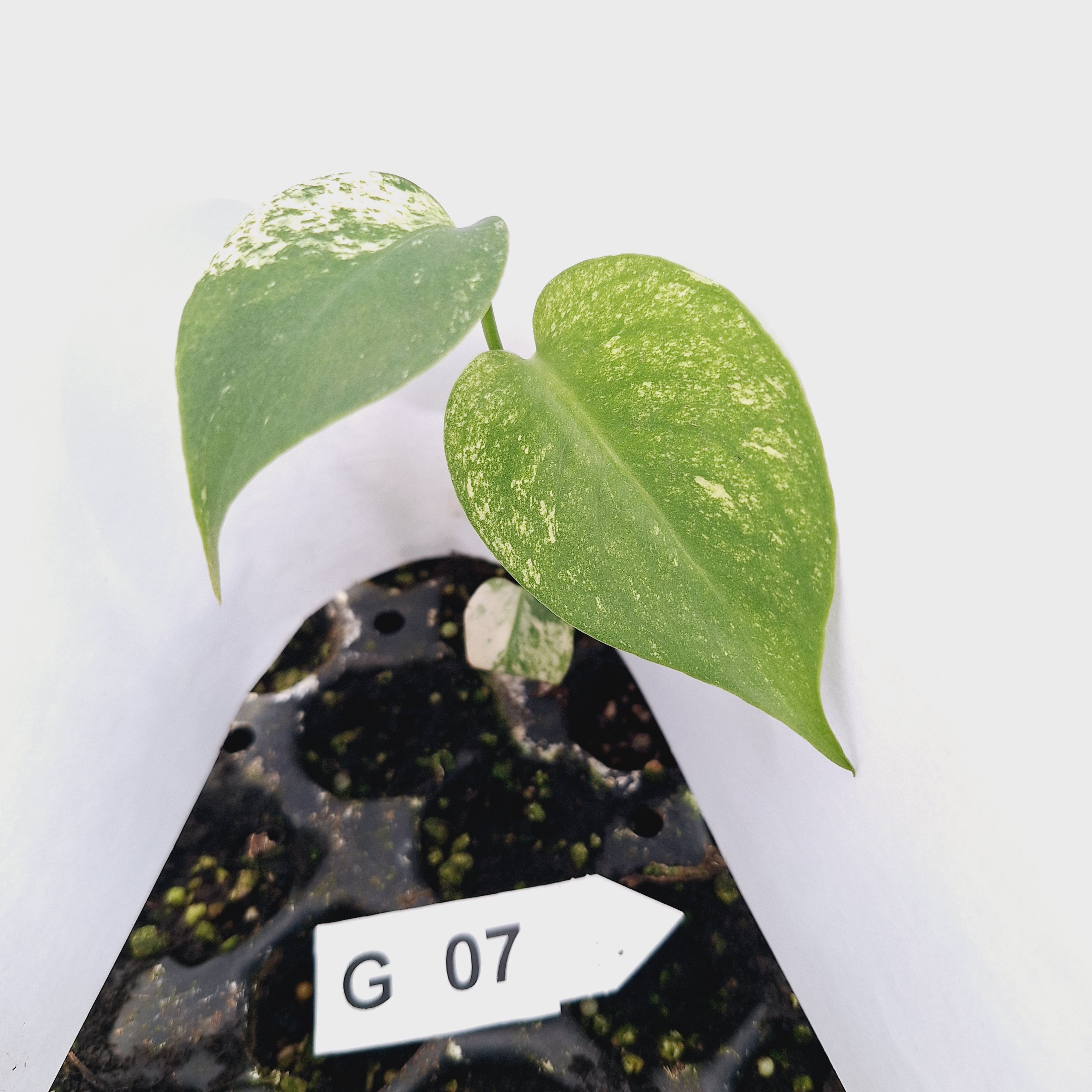 Monstera Deliciosa 'White Monster' - Bare Bottom Baby - SALE