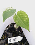 Monstera Deliciosa 'White Monster' - Bare Bottom Baby - SALE