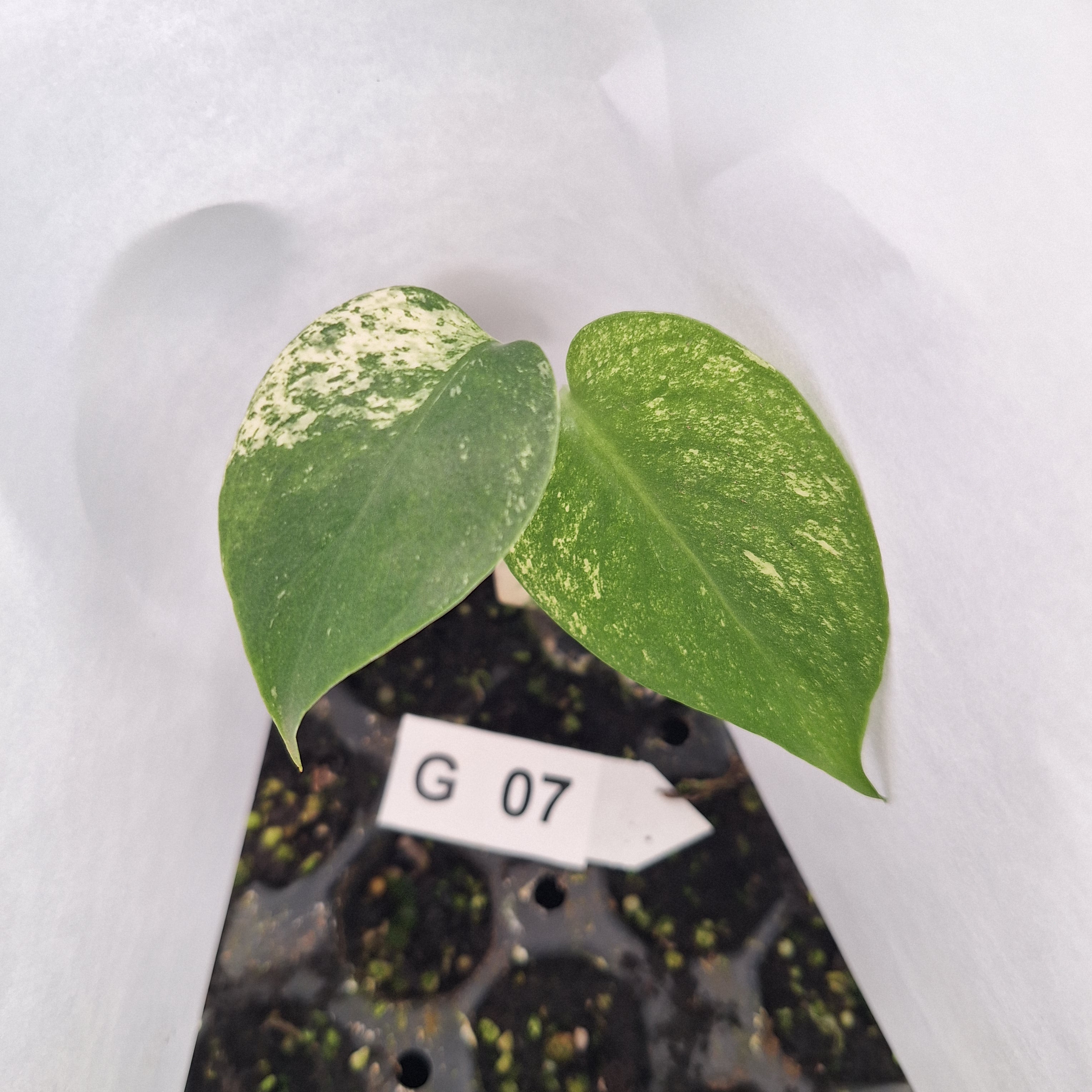 Monstera Deliciosa 'White Monster' - Bare Bottom Baby - SALE