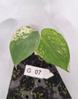 Monstera Deliciosa 'White Monster' - Bare Bottom Baby - SALE