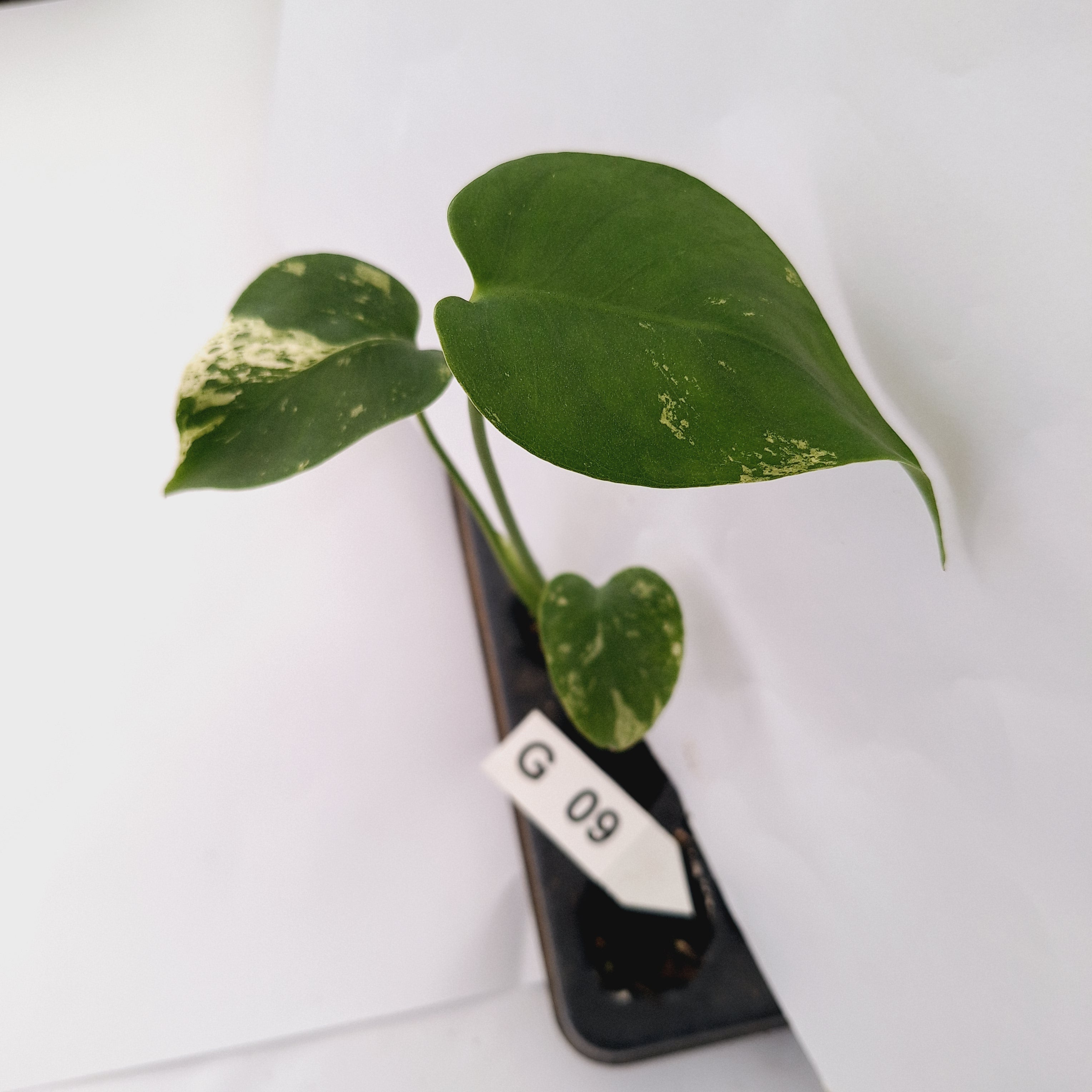 Monstera Deliciosa 'White Monster' - Bare Bottom Baby - SALE