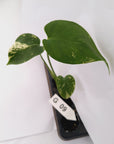 Monstera Deliciosa 'White Monster' - Bare Bottom Baby - SALE