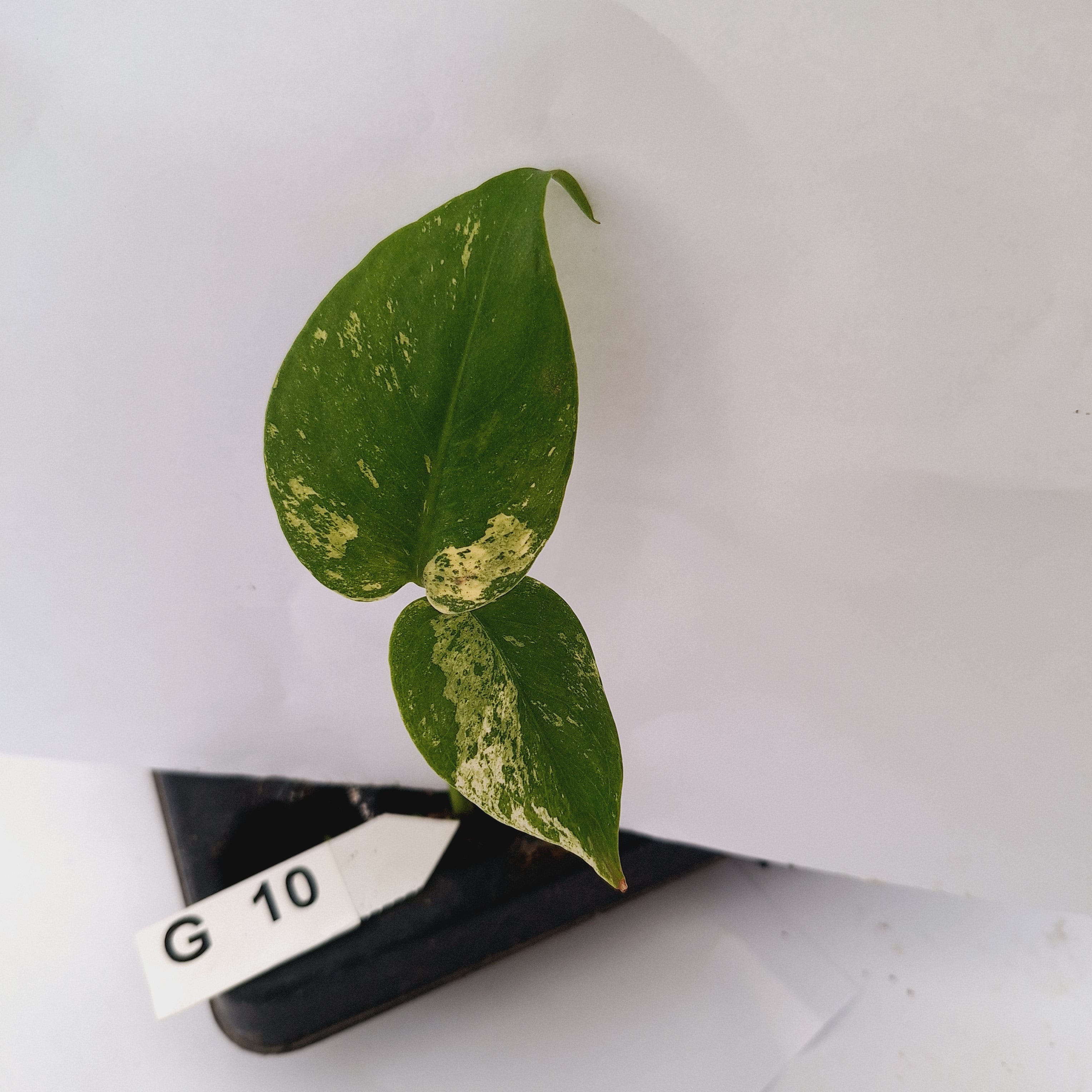 Monstera Deliciosa 'White Monster' - Bare Bottom Baby - SALE
