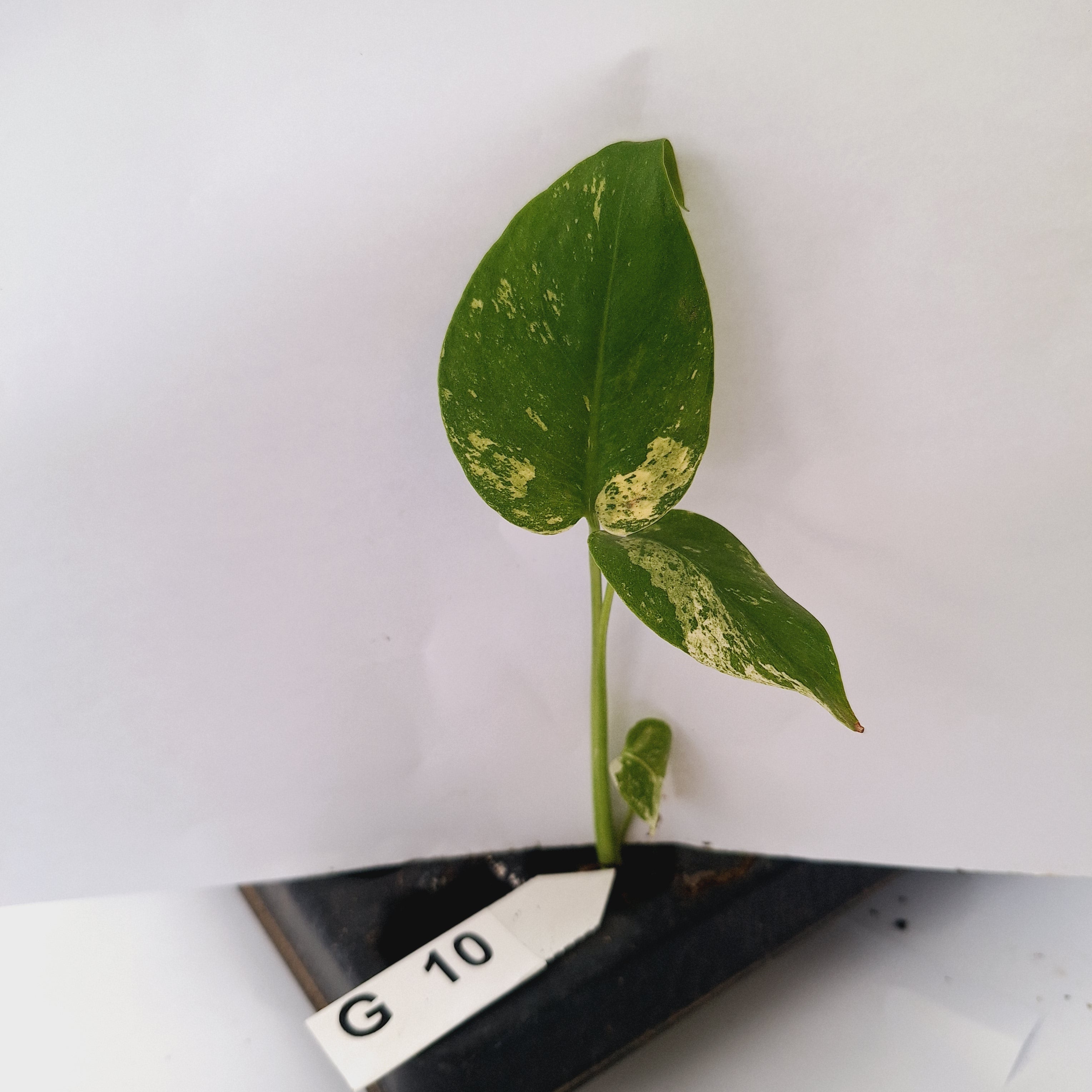 Monstera Deliciosa 'White Monster' - Bare Bottom Baby - SALE