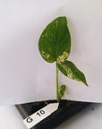 Monstera Deliciosa 'White Monster' - Bare Bottom Baby - SALE