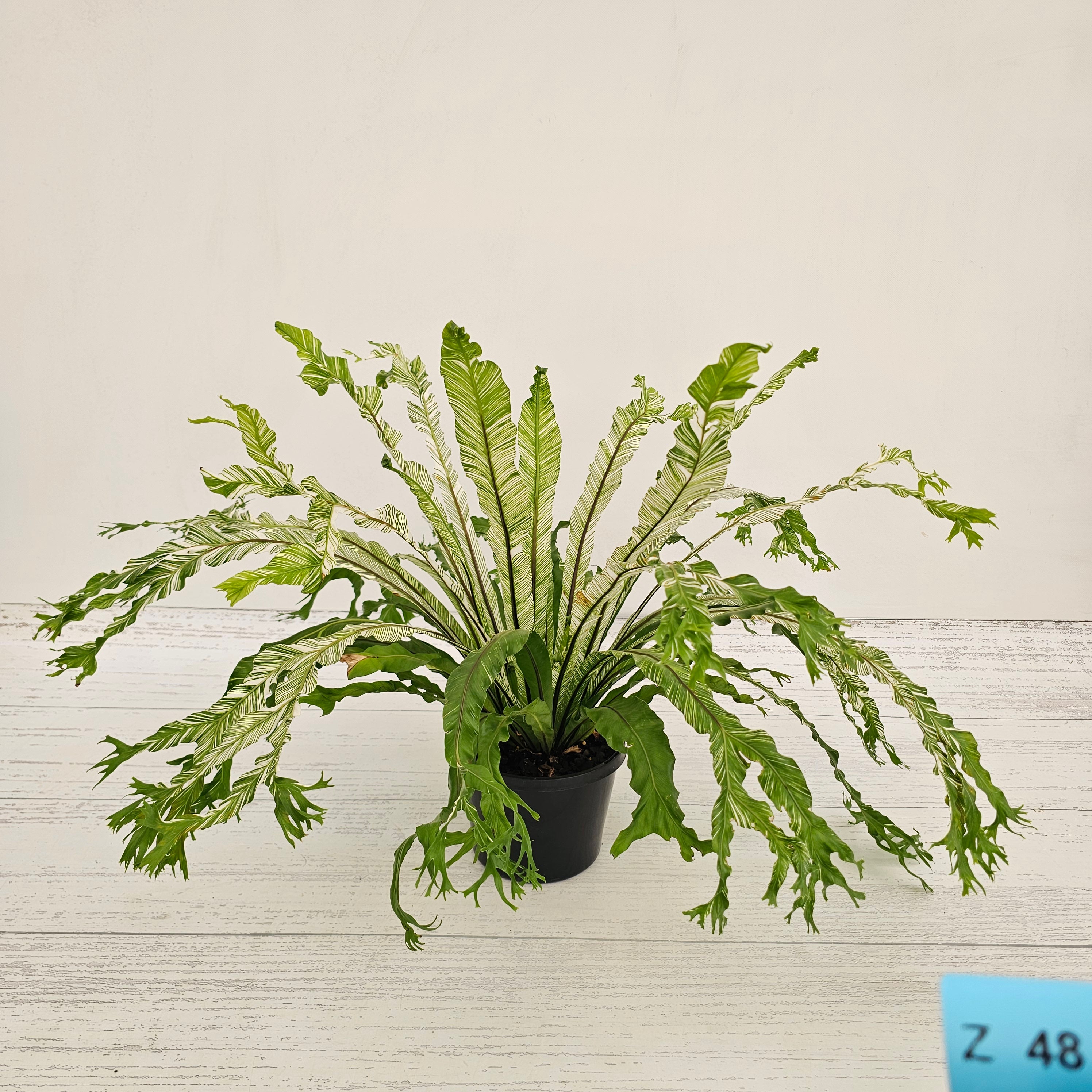 Fern Asplenium nidus Variegata