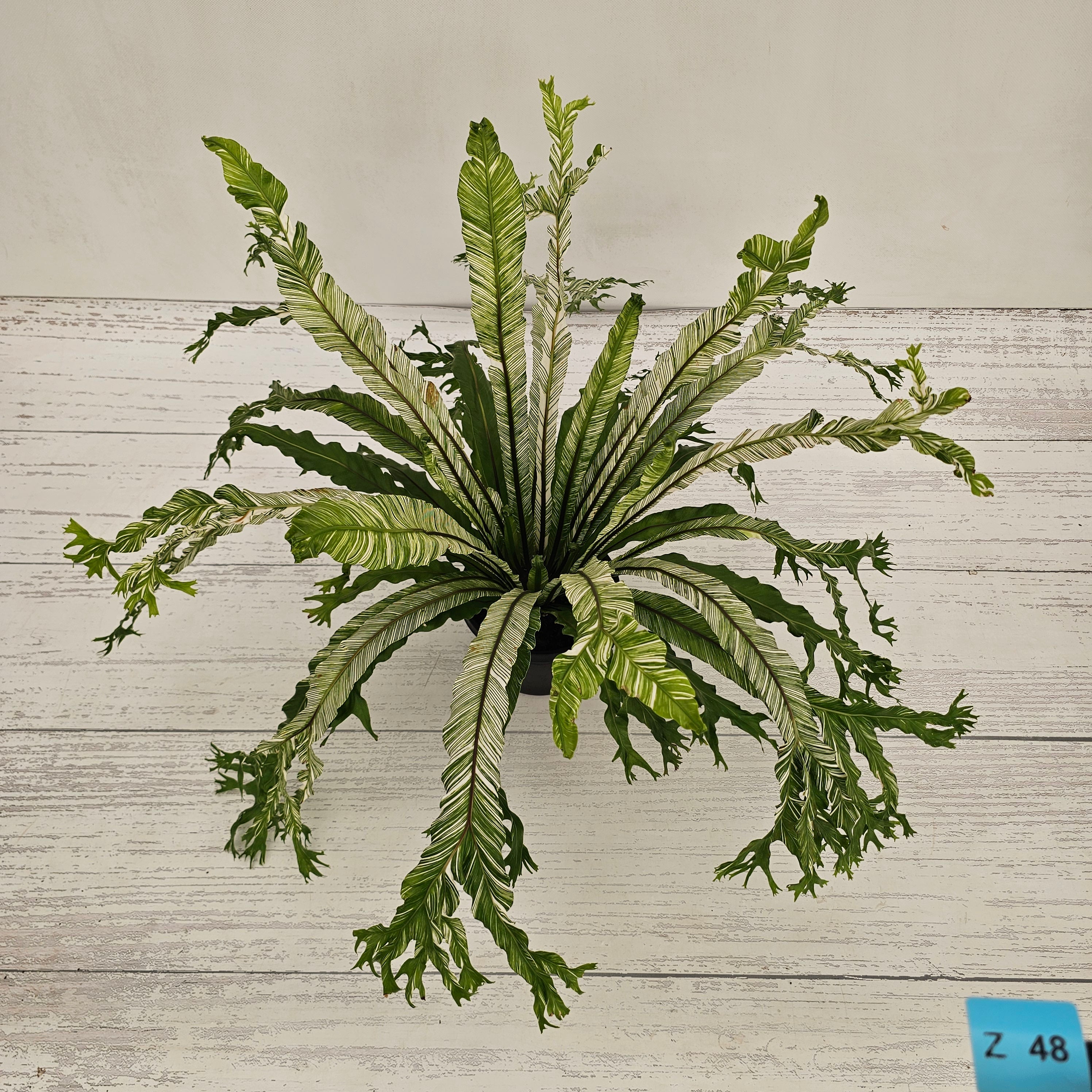 Fern Asplenium nidus Variegata