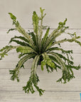 Fern Asplenium nidus Variegata