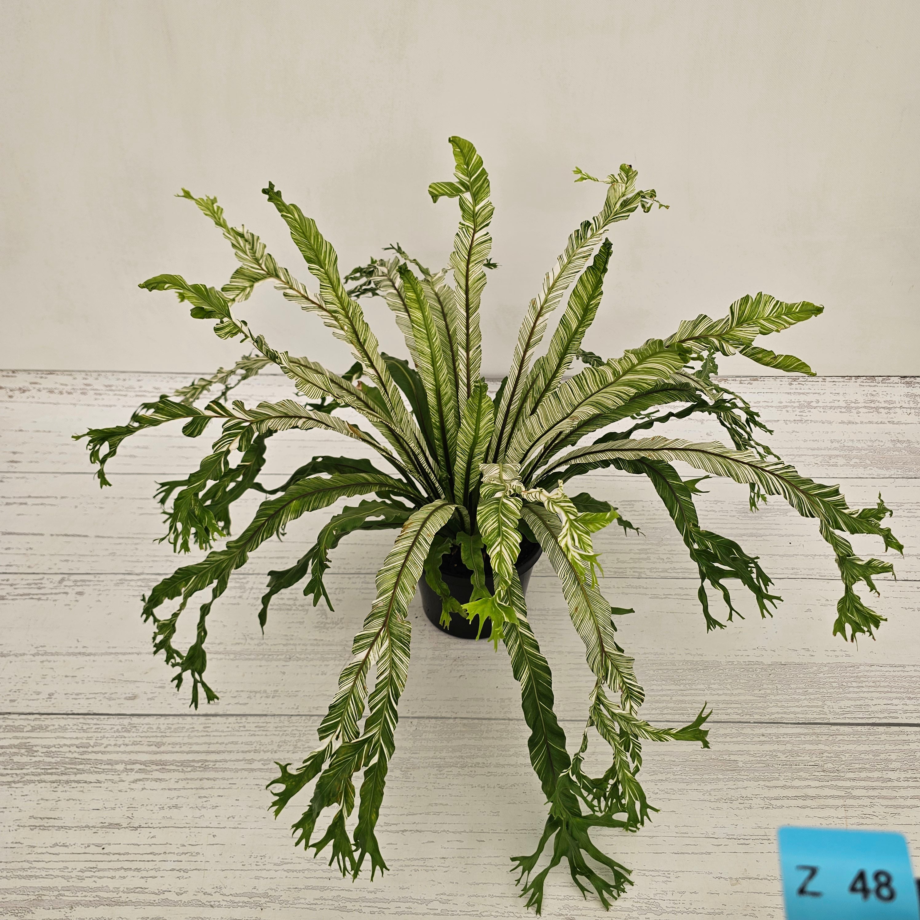 Fern Asplenium nidus Variegata