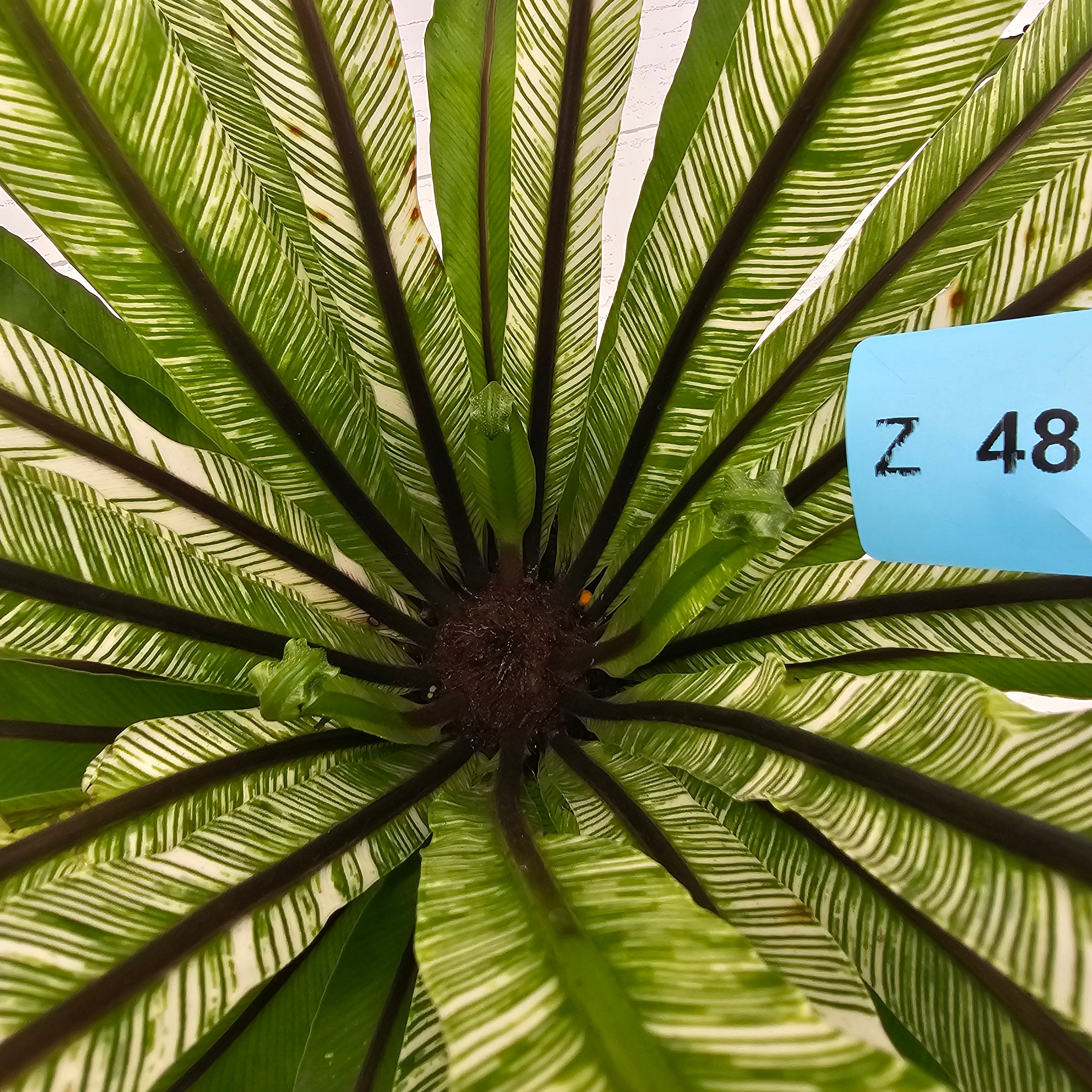 Fern Asplenium nidus Variegata