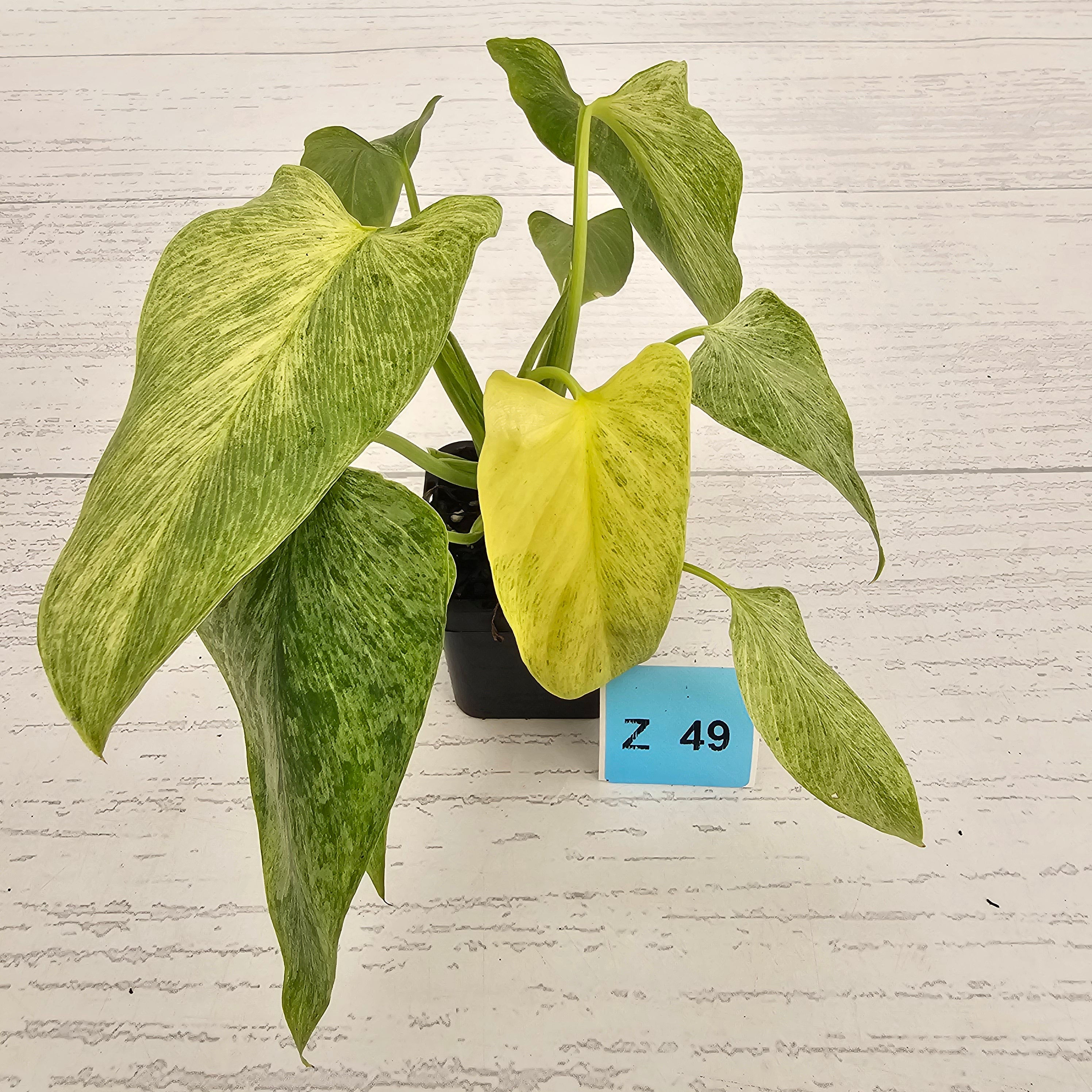 Homalomena sulcata ‘Cream Frost’ - SALE