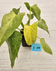 Homalomena sulcata ‘Cream Frost’ - SALE