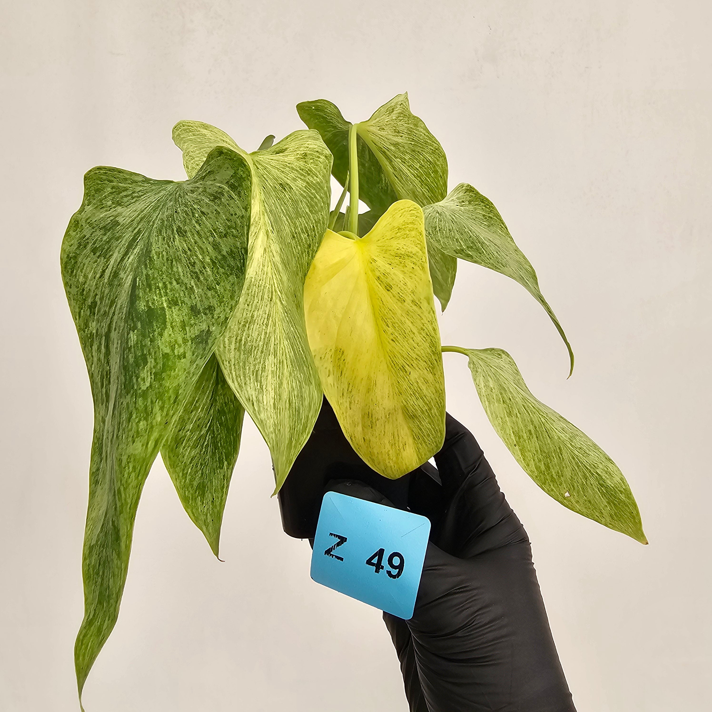 Homalomena sulcata ‘Cream Frost’ - SALE