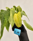 Homalomena sulcata ‘Cream Frost’ - SALE