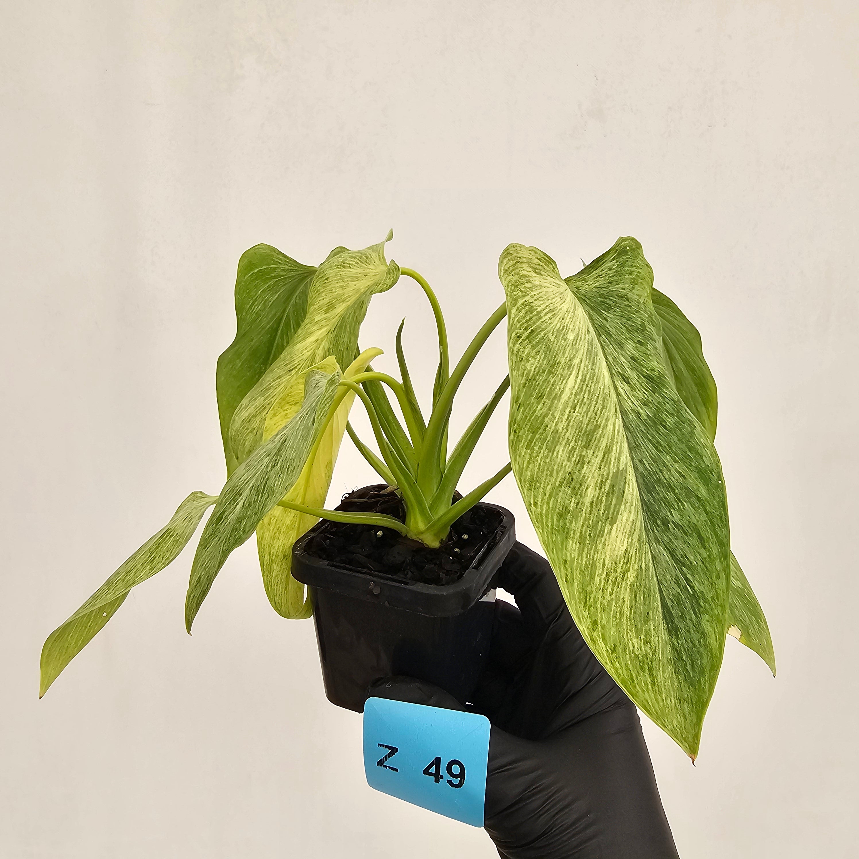 Homalomena sulcata ‘Cream Frost’ - SALE
